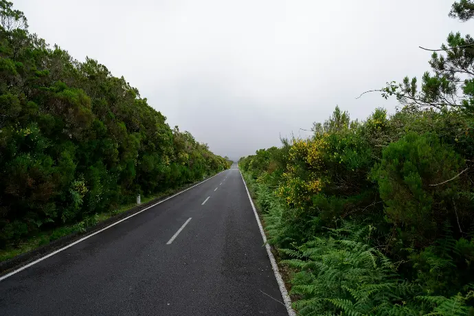 gray concrete road between green grass and trees